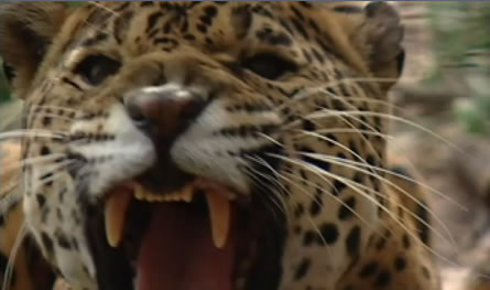Conservación del jaguar